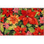 Picture of Poinsettia Garden Olivia's Home Rug